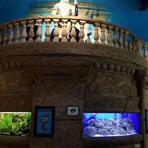 Long Island Aquarium - Electric eel, pufferfish tanks