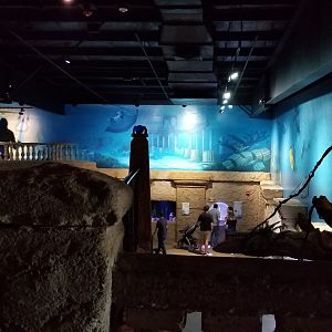 Long Island Aquarium - Form & Function, cuttlefish tanks from above