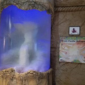 Long Island Aquarium - Giant pacific octopus, supposedly