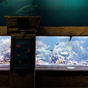 Long Island Aquarium - Coral Reef