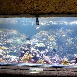 Long Island Aquarium - Coral Reef