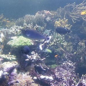Long Island Aquarium - Coral Reef tank