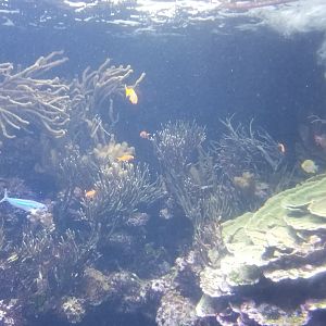 Long Island Aquarium - Coral Reef tank