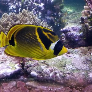 Long Island Aquarium - Coral Reef tank