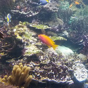 Long Island Aquarium - Coral Reef tank