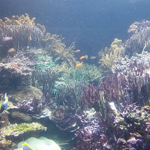 Long Island Aquarium - Coral Reef tank