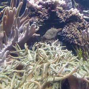 Long Island Aquarium - Coral Reef tank