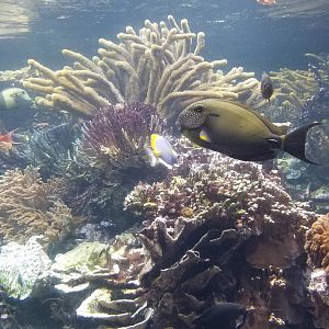 Long Island Aquarium - Coral Reef tank