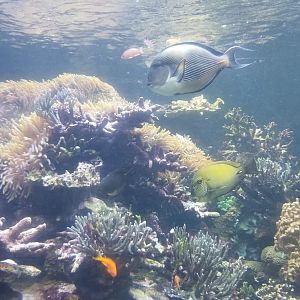 Long Island Aquarium - Coral Reef tank