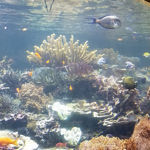Long Island Aquarium - Coral Reef tank