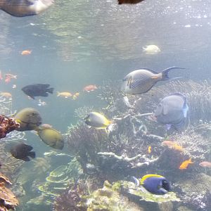 Long Island Aquarium - Coral Reef tank