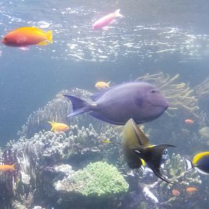 Long Island Aquarium - Coral Reef tank