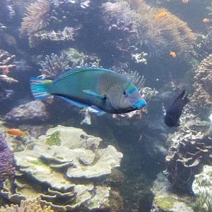 Long Island Aquarium - Coral Reef tank