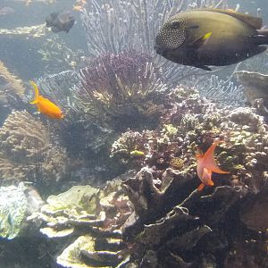 Long Island Aquarium - Coral Reef tank