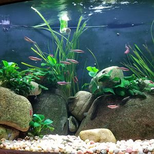 Long Island Aquarium - Hillstream tank