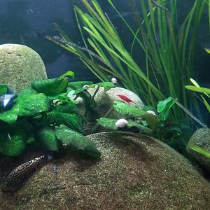 Long Island Aquarium - Hillstream tank