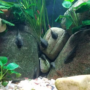 Long Island Aquarium - Hillstream tank