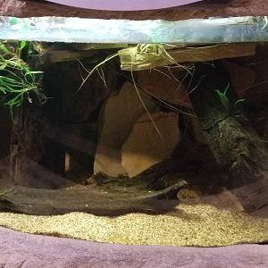 Long Island Aquarium - Lungfish tank
