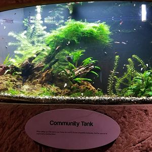 Long Island Aquarium - Community tank