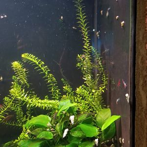 Long Island Aquarium - Community tank