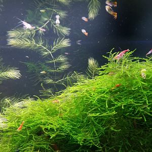 Long Island Aquarium - Community tank