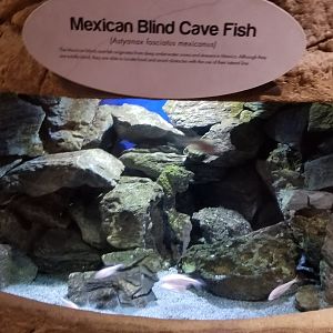 Long Island Aquarium - Cave Fish tank
