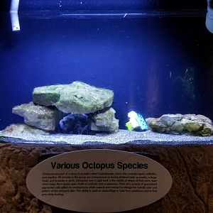 Long Island Aquarium - Octopus tank
