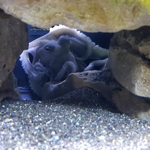 ID? Long Island Aquarium - Octopus tank