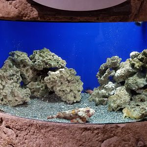 Long Island Aquarium - Venemous fish tank