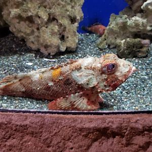 Long Island Aquarium - Venemous fish tank