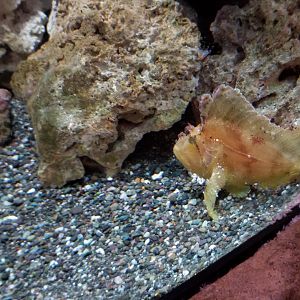 Long Island Aquarium - Venemous fish tank