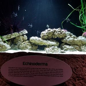 Long Island Aquarium - Echinoderms tank