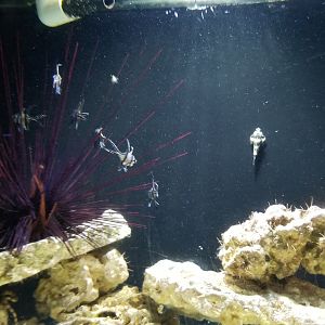 Long Island Aquarium - Echinoderms tank