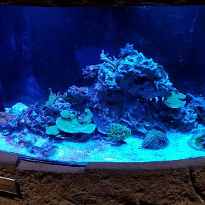 Long Island Aquarium - Aquaculture tank