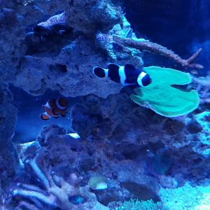 Long Island Aquarium - Aquaculture tank