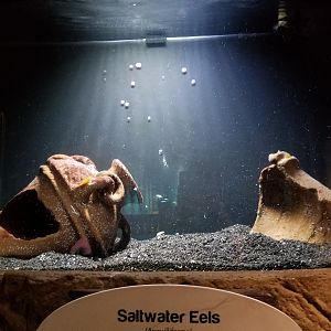 Long Island Aquarium - Saltwater eels tank