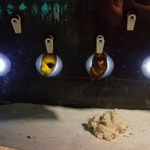 Long Island Aquarium - Shark eggs tank