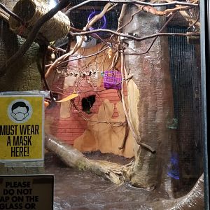 Long Island Aquarium - Geoffroy's marmosets