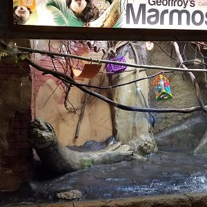 Long Island Aquarium - Geoffroy's marmosets