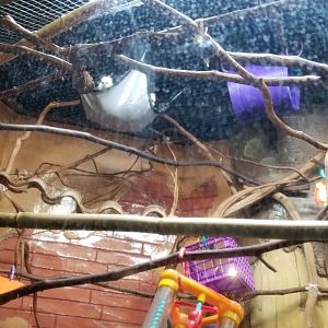 Long Island Aquarium - Geoffroy's marmosets