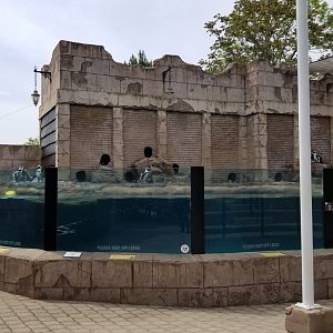 Long Island Aquarium - Penguins