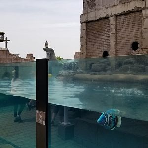 Long Island Aquarium - Penguins