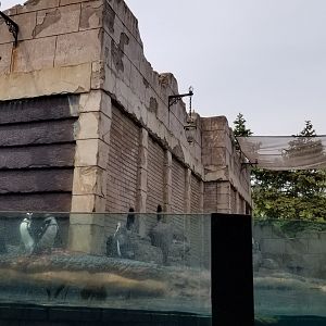 Long Island Aquarium - Penguins
