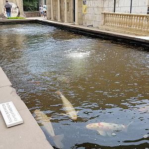 Long Island Aquarium - Koi