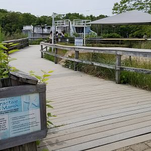 Long Island Aquarium - Marsh