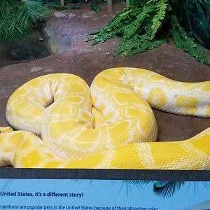 Long Island Aquarium - Critter Corner, burmese python