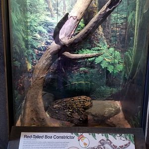 Long Island Aquarium - Critter Corner, redtailed boa