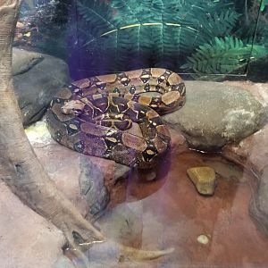 Long Island Aquarium - Critter Corner, redtailed boa