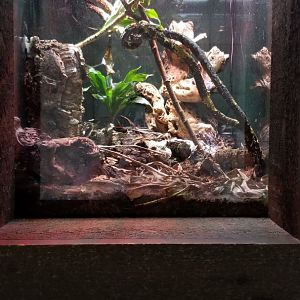 Long Island Aquarium - Critter Corner, mexican alligator lizards