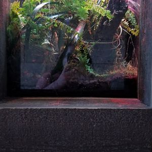 Long Island Aquarium - Critter Corner, peacock day gecko